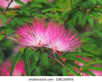 Silktree Albizzia Flower High Res Stock Images Shutterstock