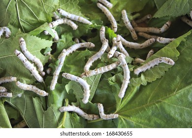 Silkworm Stock Photo 168430655 | Shutterstock