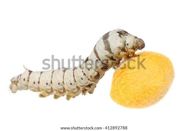 Silkworm Bombyx Mori Larva Caterpillar Silk Stock Photo 412892788 ...