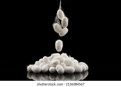 The Silkworm Cocoon Isolated On Black Background