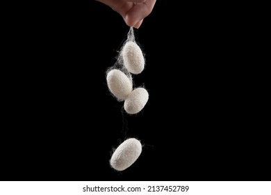 The Silkworm Cocoon Isolated On Black Background