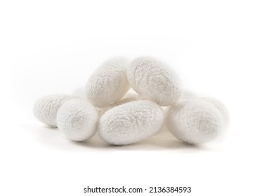 The Silkworm Cocoon Isolated On White Background