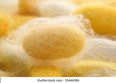 Silkworm Cocoon Macro Detail Many Silk Worm Yellow