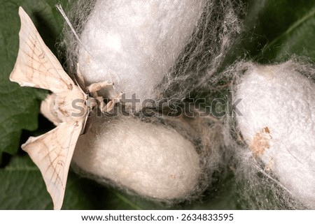 Silkworm moth on a silk cocoon