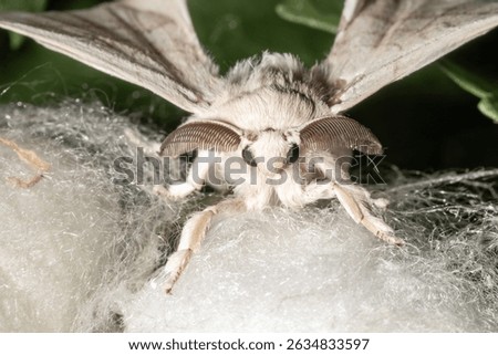 Silkworm moth on a silk cocoon