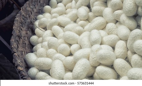 Silkworm nets for background, a source of silk thread and silk fabric
