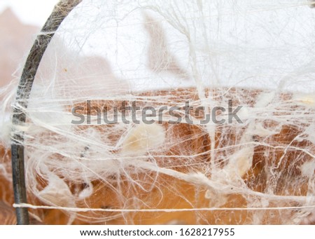 silkworm threads in silk production