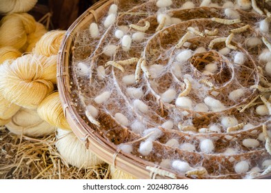 Silkworm with white cocoon in wooden tray over raw soft yellow silk thread bundle on straw background of Thai traditional silk production farm
