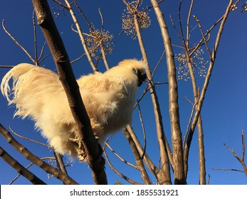 Silky Chicken On The Tree