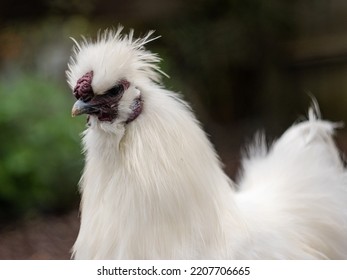 Silky Chicken White And Fluffy