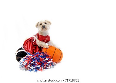 Silky Poo, Dressed In A Cheerleaders Uniform, Cheers From The Sidelines.  She Is Holding A Basketball And Sitting On A Football.