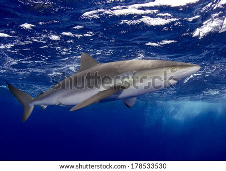 Silky Shark in the Bahamas