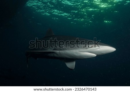 silky shark, blackspot shark, gray whaler shark or sickle silk shark (Carcharhinus falciformis) Jardines d la Reina, Cuba