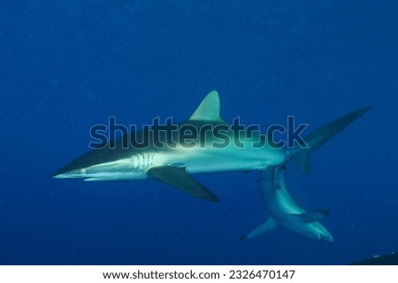 silky shark, blackspot shark, gray whaler shark or sickle silk shark (Carcharhinus falciformis) Jardines d la Reina, Cuba
