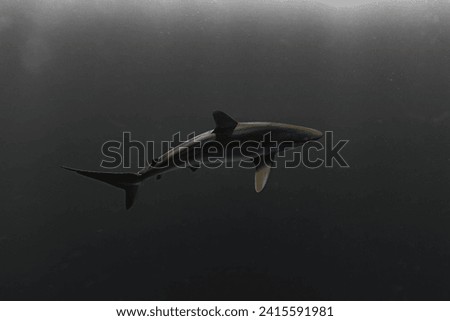 Silky Shark (Carcharhinus falciformis) at Cabo Pearce, Socorro Island