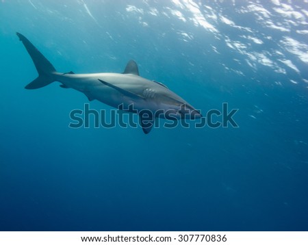 Silky shark (Carcharhinus falciformis) undersea