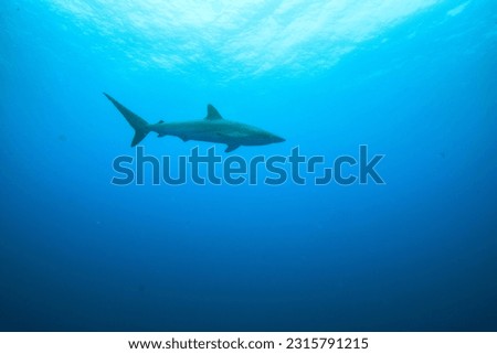 Silky shark is a curious shark. Likes to swim to see divers up close sometimes very close Although the body size is not that big, but it always shocks us. The silky shark's most distinctive feature 