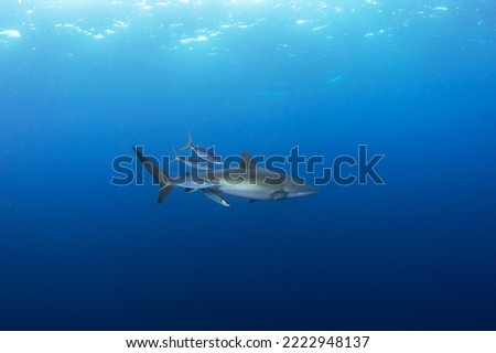Silky shark on the open ocean. Sharks near the Malpelo island. Marine life in Pacific ocean. 