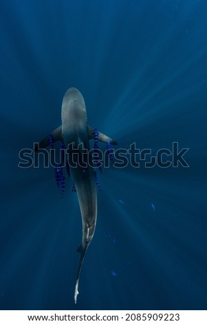 Silky Shark swimming with Pilot Fish