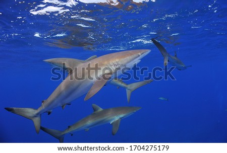 Silky shark. This type of shark can be found closer to the surface, they are constantly around the boat