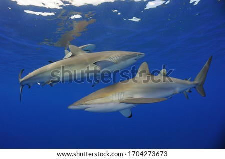 Silky sharks (Carcharhinus falciformis). Highly mobile and migratory, this shark is most often found over the edge of the continental shelf down to 50 m.