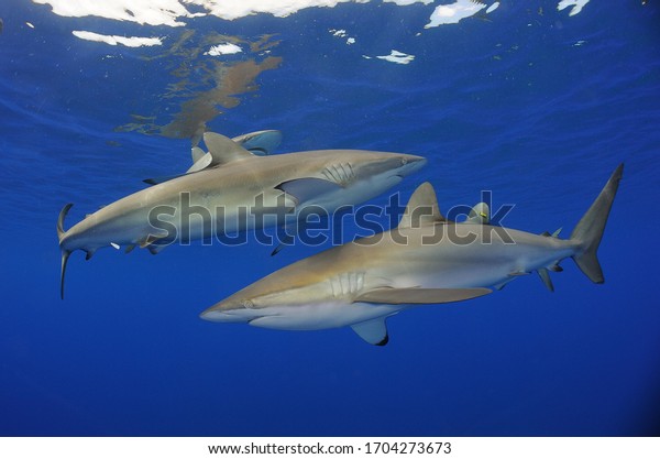 Silky sharks (Carcharhinus\
falciformis). Highly mobile and migratory, this shark is most often\
found over the edge of the continental shelf down to 50\
m.