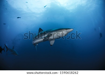 Silky Sharks in Roca Partida, Revillagigedo, Mexico