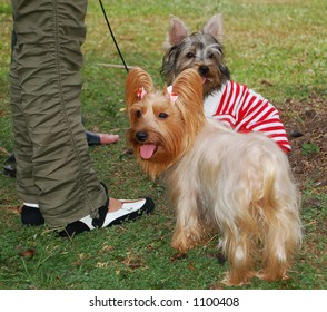 Silky Skye Terriers Park More Animal Stock Photo 1100408 | Shutterstock