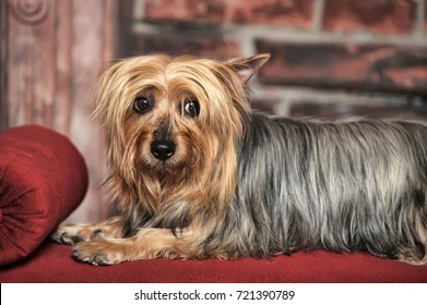 Silky Terrier