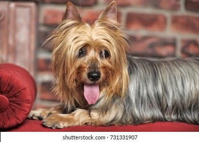 Silky Terrier