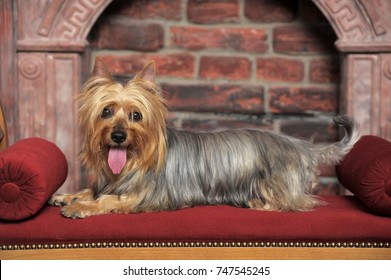 Silky Terrier