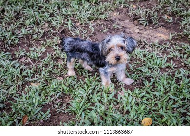 Silky Terrier Puppy At The Park On A Sunny Day. No People 