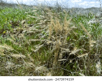 Silky Wild Rye (Elymus villosus) dry flower. Elymus villosus is a species of wild rye known by the common names silky downy wild rye, or hairy wild rye. - Powered by Shutterstock