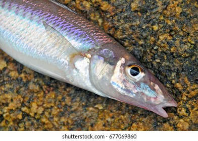 Sillago Japonica Japanese Whiting Stock Photo (Edit Now) 677069854