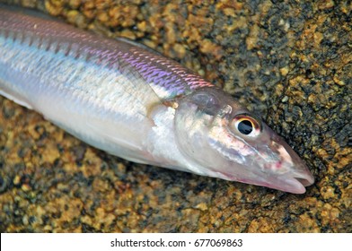 Sillago Japonica Japanese Whiting Stock Photo (Edit Now) 677069854