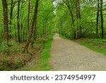 Sille le Guillaume; France - may 2 2023 : a path in the forest