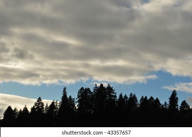 Sillhouette Of Forest Tree Against Sky With Room Above For Your Copy