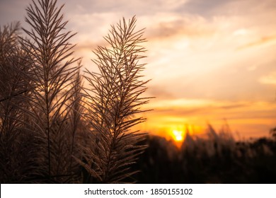 Sillhouette Grass Flower With Twilight Sunset In Autumn Leaves Winter. Beautiful Forest Nature In The Morning. Park Outdoor Concept.