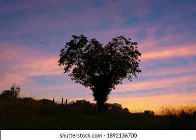 Sillhouette Of A Tree In The Shpe Of A Heart At Sunset. Valentines Day Card