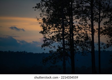 Sillhouette Trees During Sunset In The Weekend