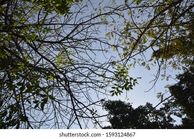 Sillhouette Trees In The Park. 