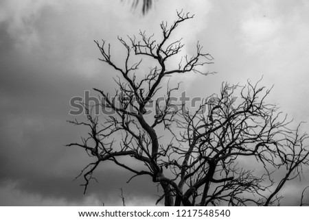 Sillouette of a tree with clouds