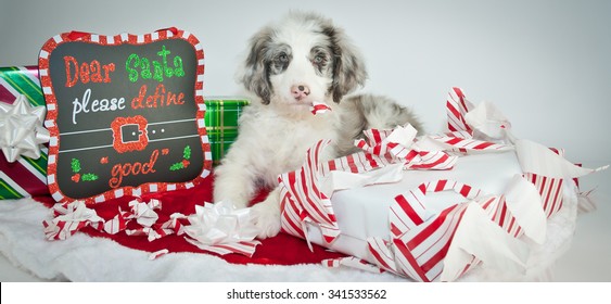 Silly Aussie Doodle Puppy Laying Next To A Sign That Reads 