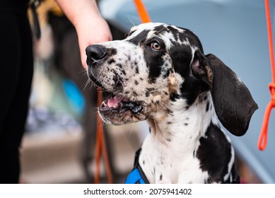 Silly Black And White Great Dane With Suprised Look