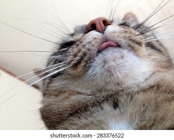 Cat Chin Stock Photos, Images u0026 Photography  Shutterstock