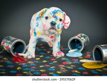 Silly Bulldog puppy that looks like he just got into a bunch of paint and made himself a mess!