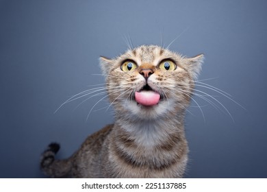 silly cat making funny face sticking out tongue on gray background with copy space