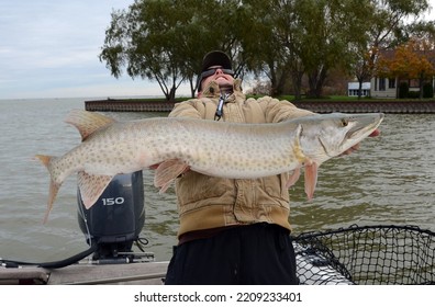A silly caucasian man on a boat in a river exaggerating forshortening to try to make a spotted muskie fish look much larger than it is - Shutterstock ID 2209233401