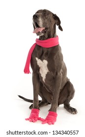 Silly Dog (Great Dane) Is Wearing His Scarf And Gloves