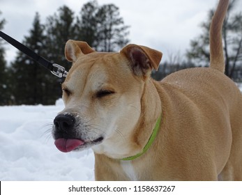 Silly Dog Playing In The Snow.